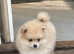 Adorable pomeranian puppies