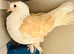 2 Fancy Pigeons