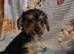 Yorkshire terrier x jackrussel