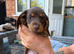 Miniature dachshund