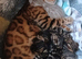 Family TICA Bengal Kittens