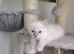 Blue lynx ragdoll kitten - boy