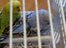 Baby budgies