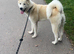 8 month old Japanese Akita