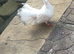Pigeons for sale