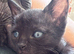 BRIGHT BLUE EYES..SPHYNX X RAGDOLL READY NOW!