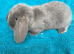 Mini lop bunnies 8 weeks old