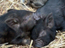 Kune Kune Girls and Boys Ready To Leave 5th September at 9 weeks old :)
