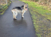 REHOMED Male longhaired German Shepherd