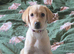 I have a labour girl for new home