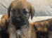 Border terrier puppies