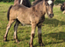 Dark Bay traditional colt foal