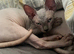 Champion line Sphynx kittens