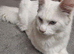Beautiful white main coon Male - 6 months old