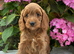 F1b Cockapoo Puppies Available