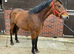 Very smart 2yr Irish sports x Connemara