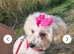 Poochon
