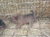 Welsh terrier x red Lakeland terrier pups