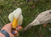Runner Duck fertile eggs