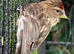 Redpoll Pair for Sale