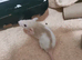 Dwarf rats