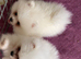 Snow White Pomeranians