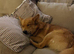 “Two Friendly Dogs Available for Rehoming – 3 Years Old”