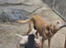 Labrador puppies
