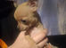 Chihuahua pups