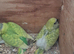 Young budgies