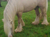 Cremello hermits bred colt