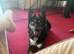 Active/working family needed for Poppy.