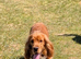 Red Show/working Cocker spaniel for stud