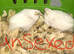 CHINESE PAINTED BUTTON QUAILS & VIVARIUM !