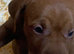 KC reg Hungarian Vizslas