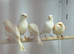 Canaries