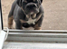 Female English bulldog
