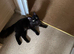 Lovely kitten needs new home