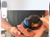 7 Rottweiler puppies