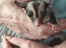 Pair of sugar gliders (ad 2)