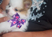 Pomeranian puppy(small breed)