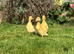 Female ducklings