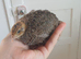 2 unsexed quail