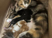 3 mixed breed kitten for nice home.