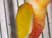 Sun Cheeks Conures