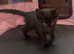 Mainecoon cross ragdoll kittens ready now