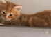 Lovely kitten ask for home