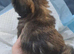 Lhasa-apso pups