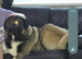 Kangal x caucasian shepherd 10 month old