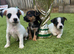 Jack Russell puppies